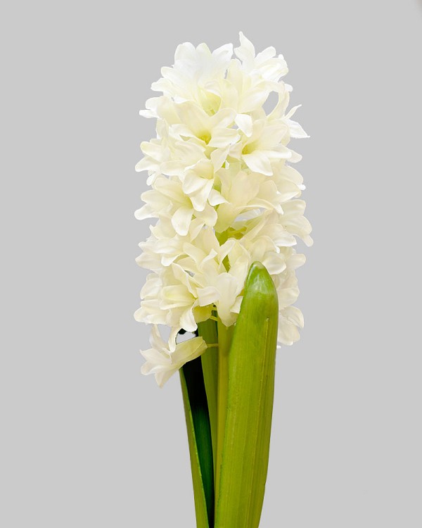 Hyacinth with Leaves 13" White