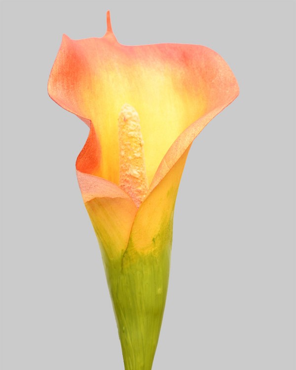 Calla Lily 20.5" Orange/Yellow