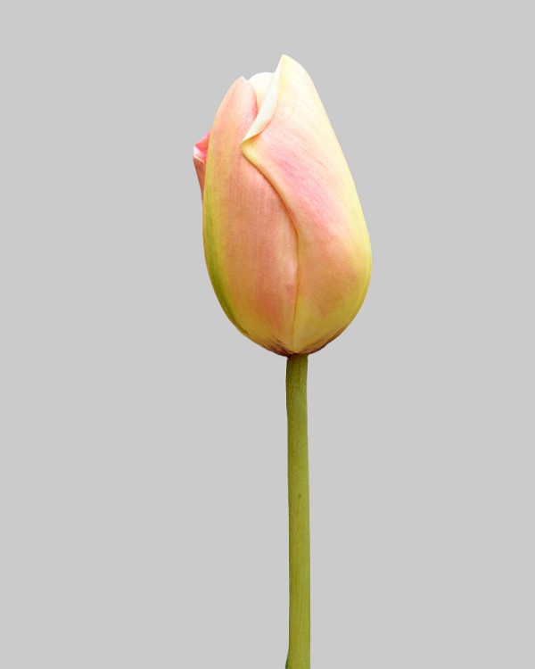 Dutch Tulip Closed 24.5" Yellow/Peach