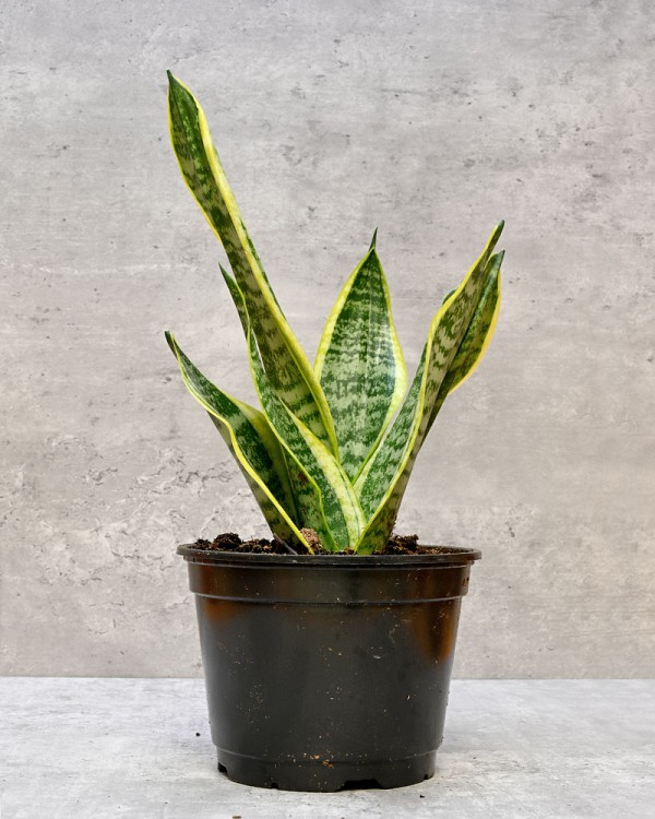 Sansevieria Laurentii 6" Pot