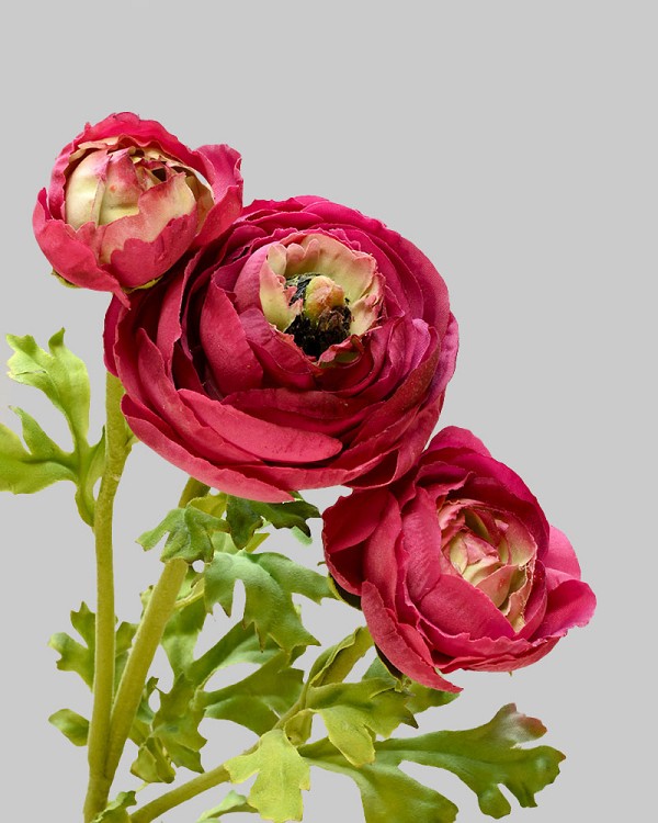 Ranunculus 24" Red