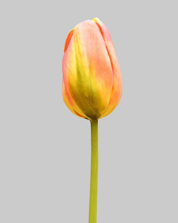 Dutch Tulip Closed 24.5" Orange/Green