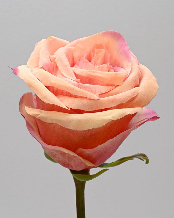 Ecuadorian Rose Bud 20.5" Peach