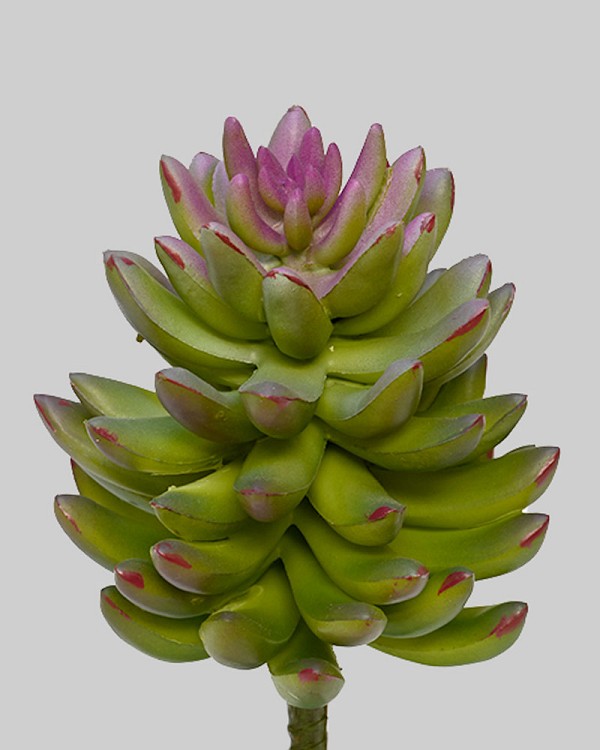 Succulent 7.5" Green/Purple