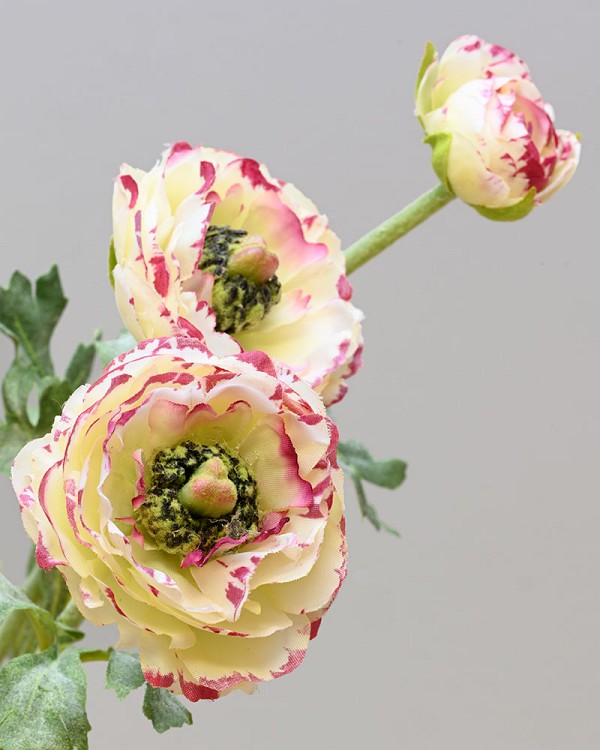 Ranunculus 18.5" White/Burgundy