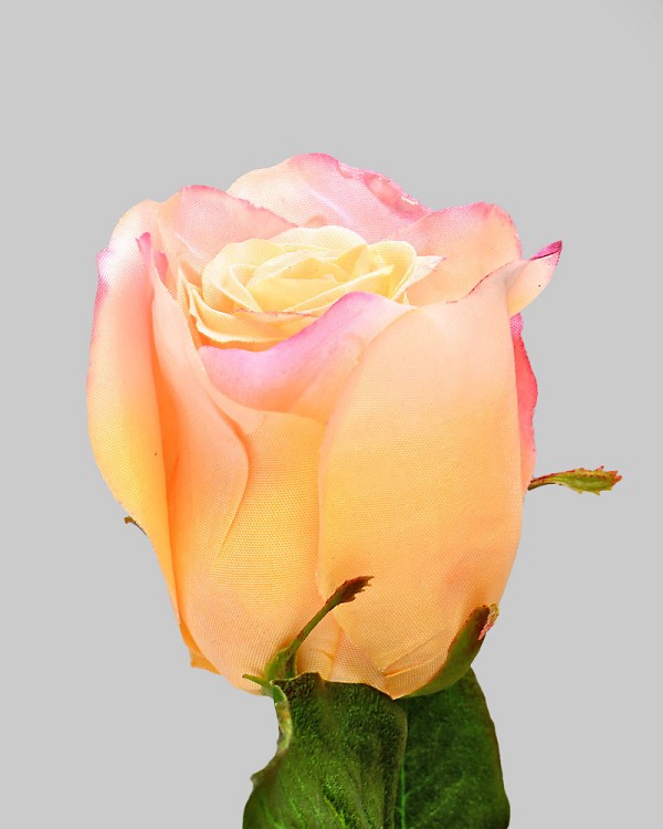 Rose Dutchess Bud 21" Peach