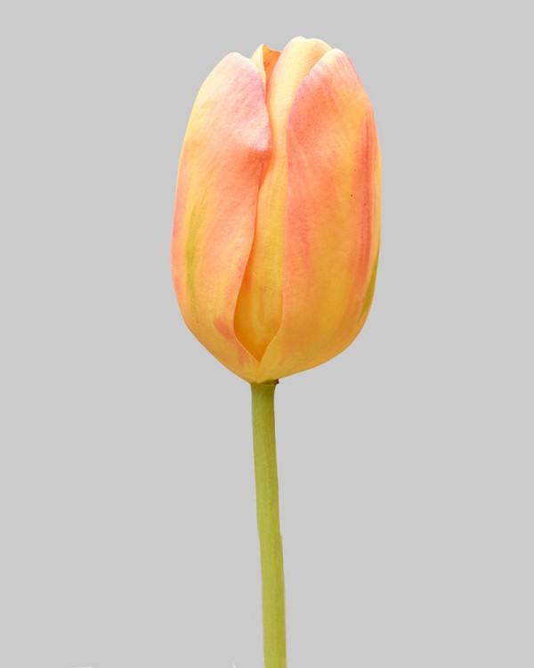 Dutch Tulip 24.5" Yellow/Orange