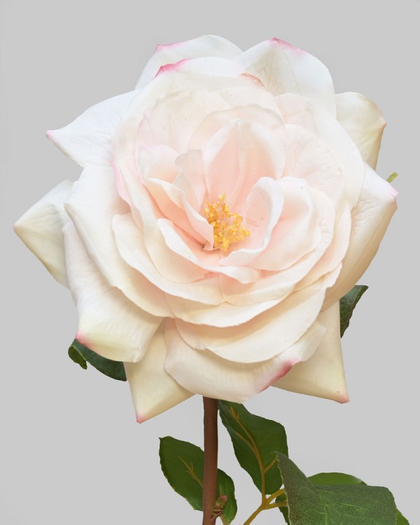 Rose Westminster 20.5" Champagne