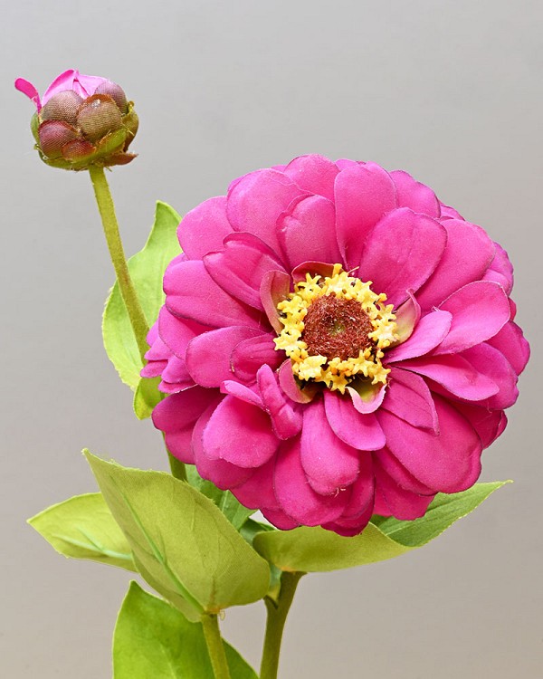 Zinnia 23.5" Fuchsia