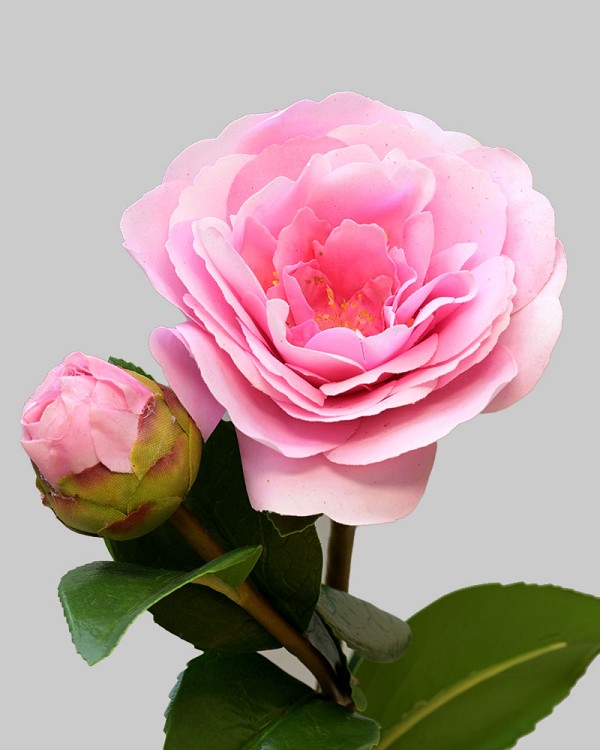 Camellia 24" Pink