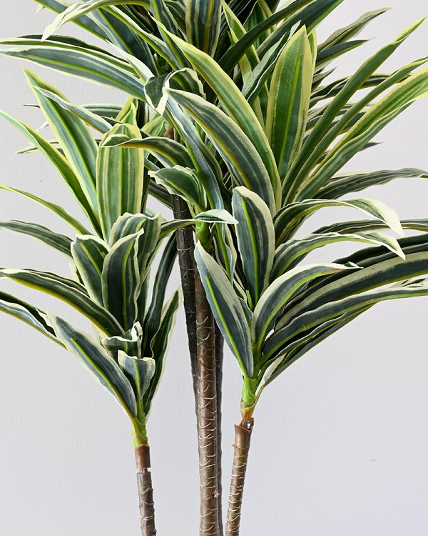Dracaena Plant in Pot 34"