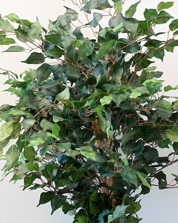 Ficus Tree in Pot 5' Green