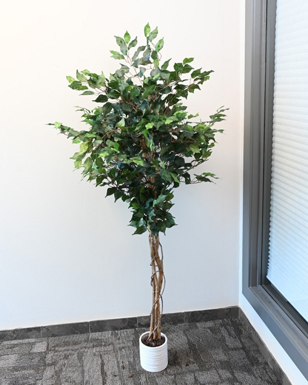 Ficus Tree in Pot 5' Green