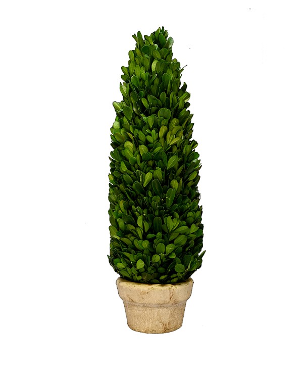 Boxwood Cone Topiary 17" Green