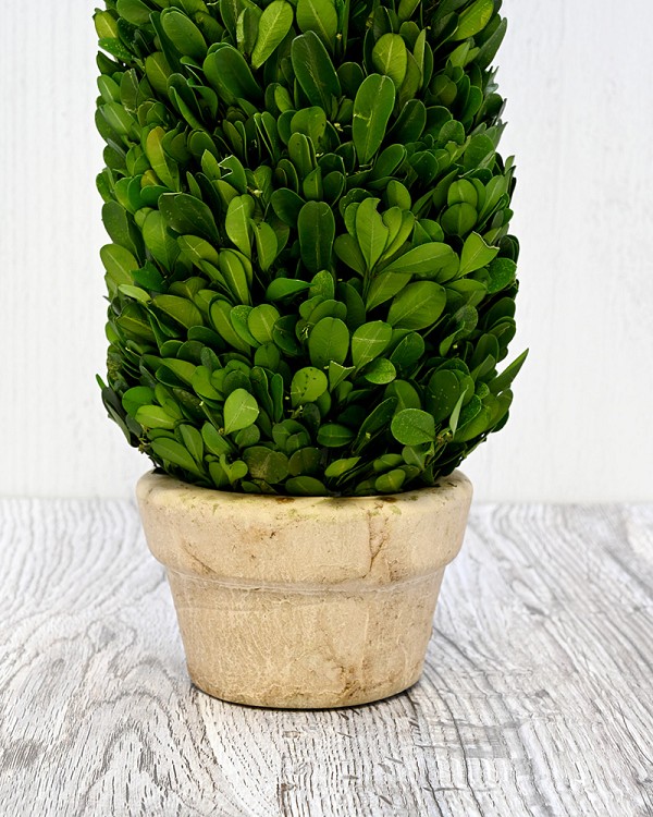 Boxwood Cone Topiary 17" Green