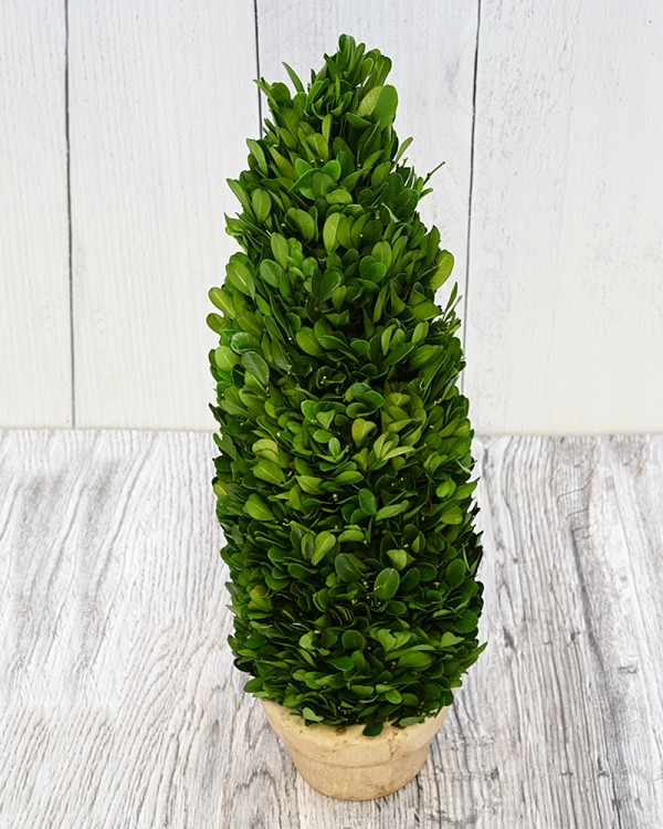 Boxwood Cone Topiary 17" Green