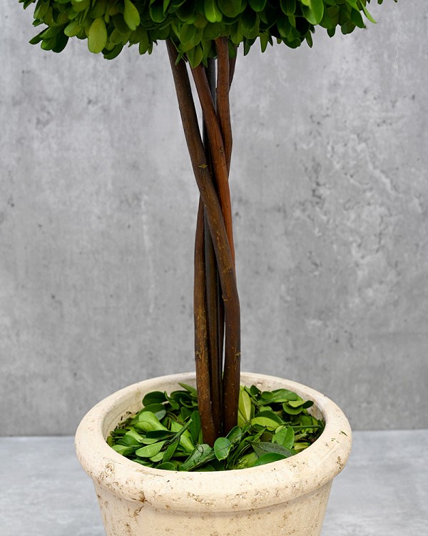 Single Ball Boxwood Topiary 26" Green with Pot