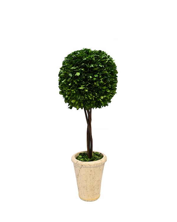 Single Ball Boxwood Topiary 26" Green with Pot